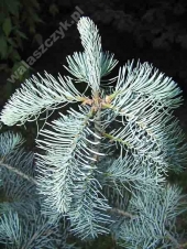 Abies concolor 'Candicans' 